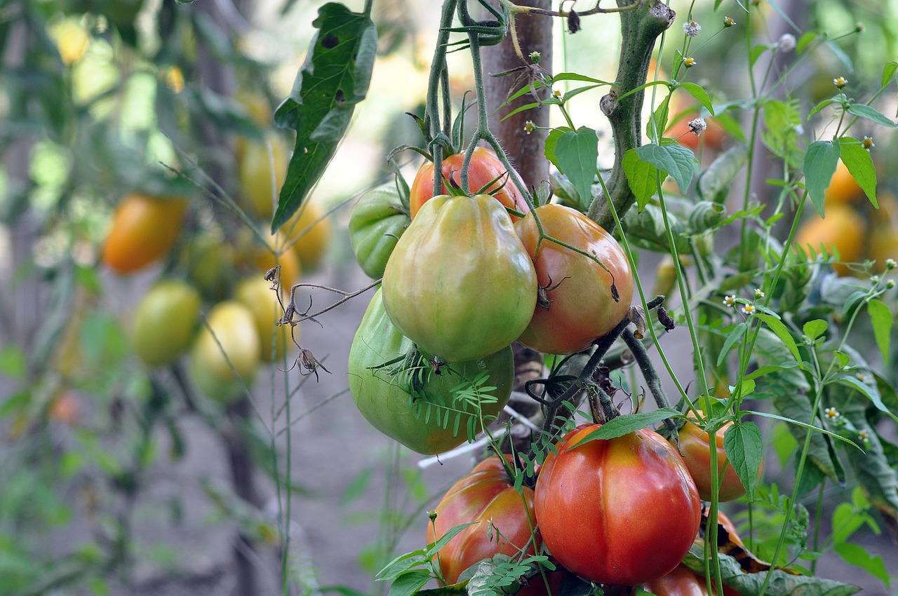 Grow Big, Juicy Tomatoes in Your Backyard